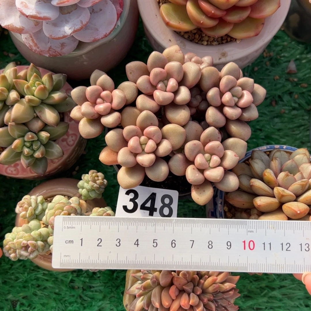 @***萱348多肉植物组合盆栽