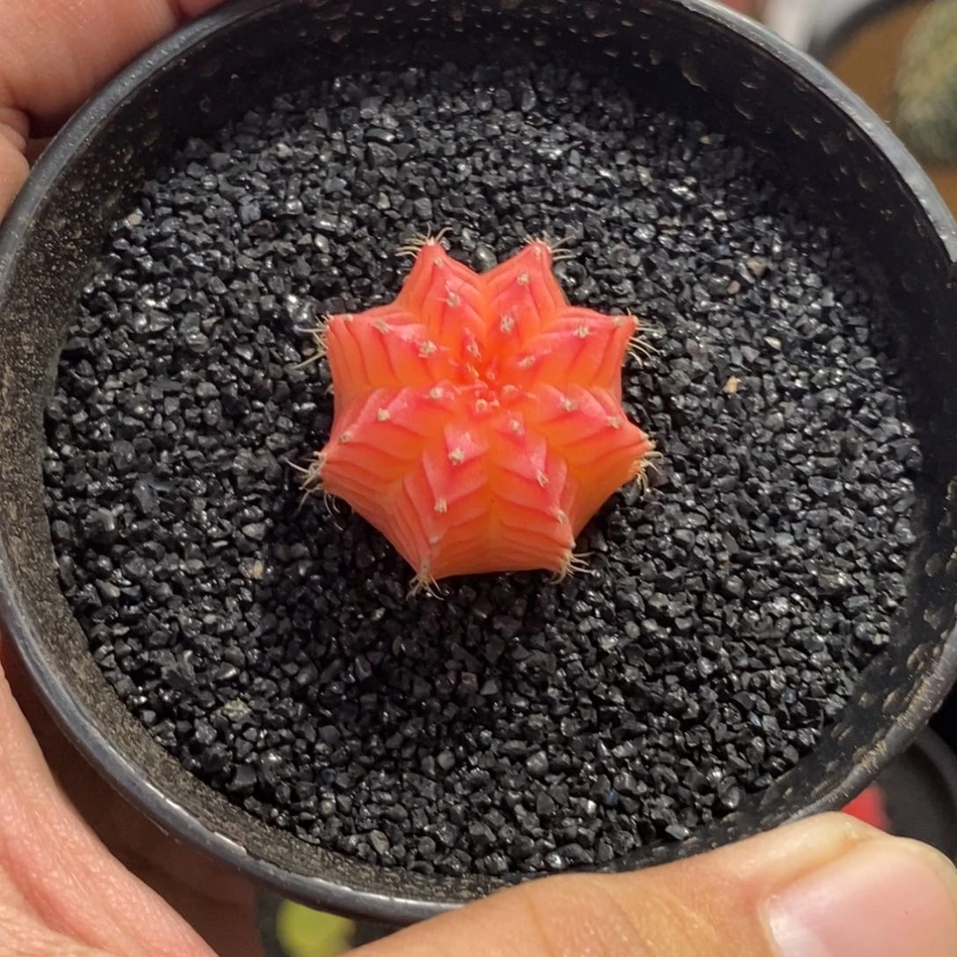 精品米哈—脱土发货45