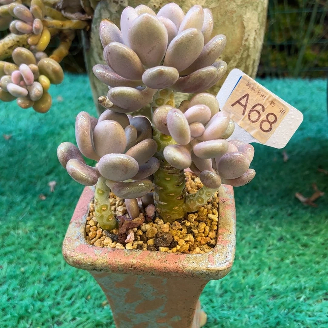 三日月美人，，，，，，，，，，，，，