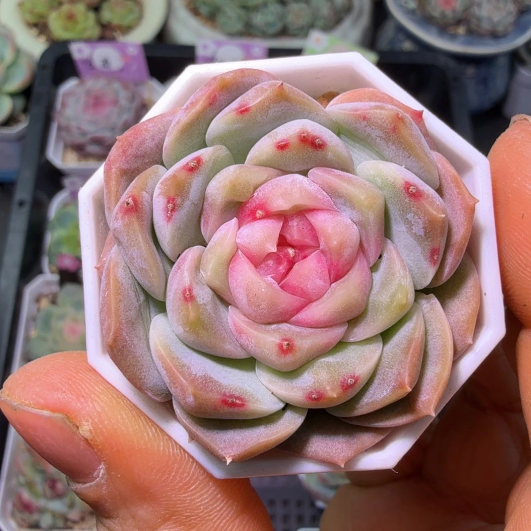 良辰单头二十包邮元旦快乐