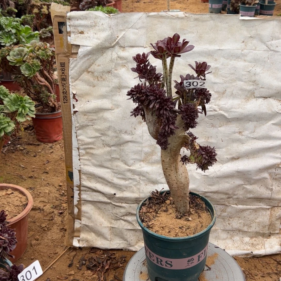 有伤黑缀302满28包邮