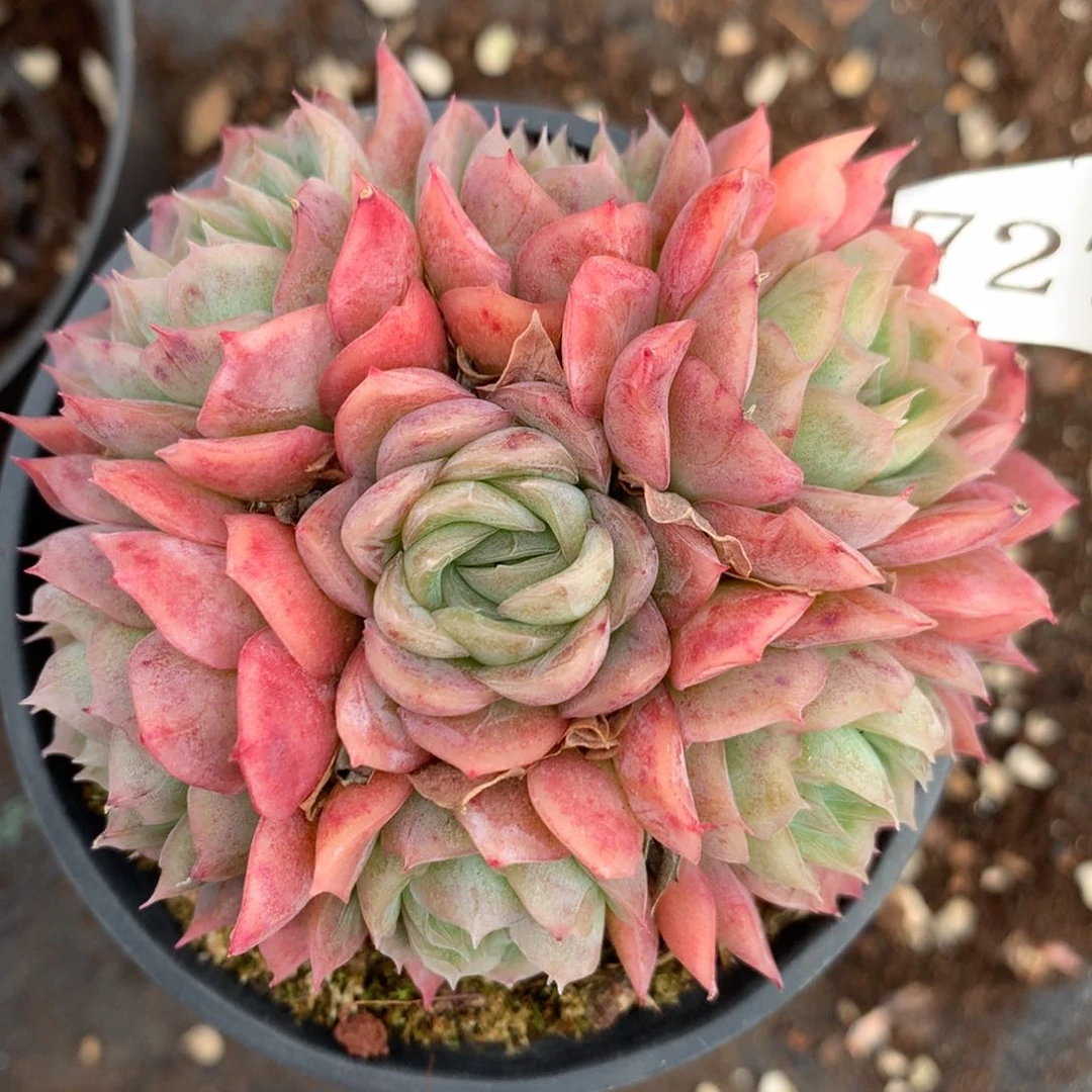 7273杂交多肉老桩