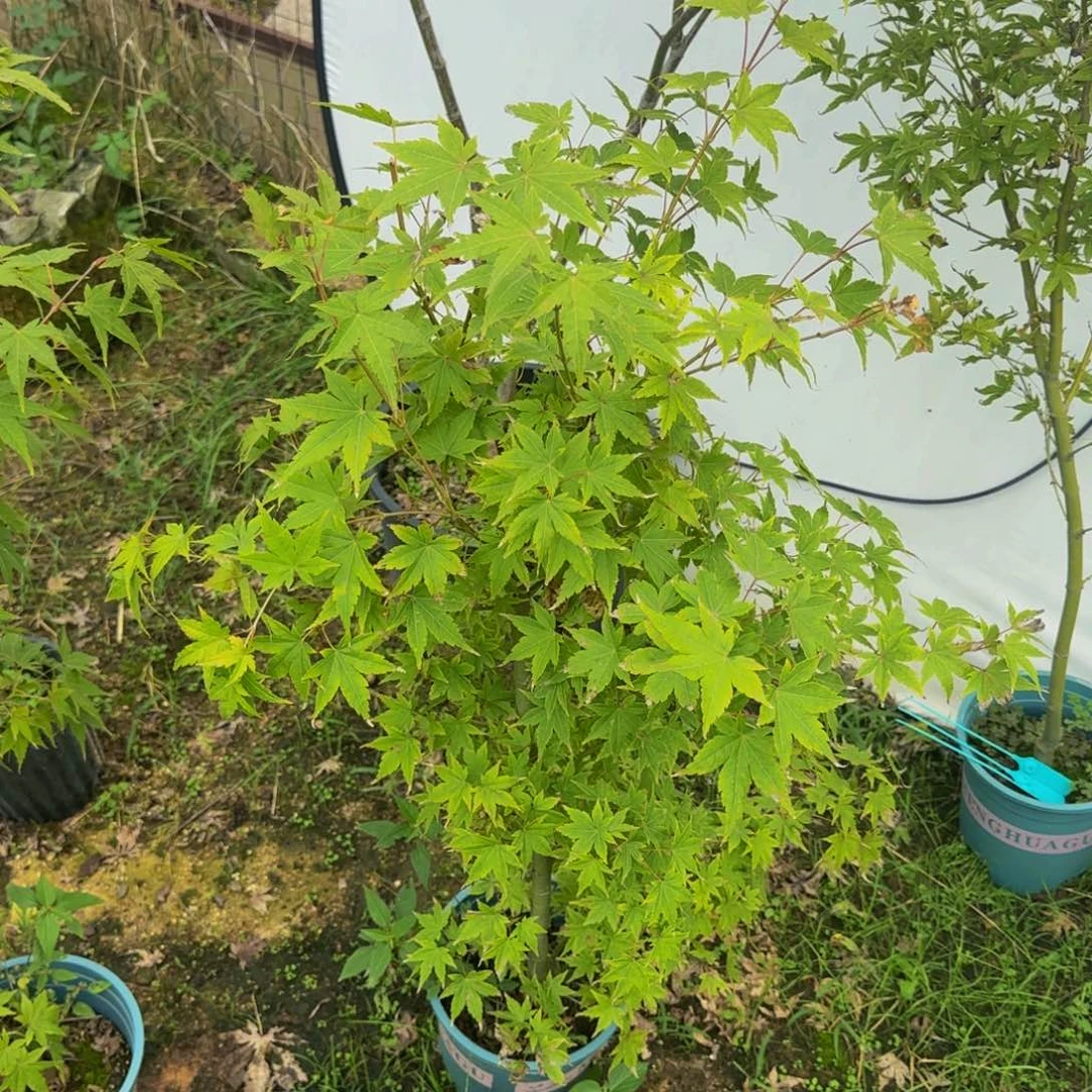 无花朵各种各样的品种风