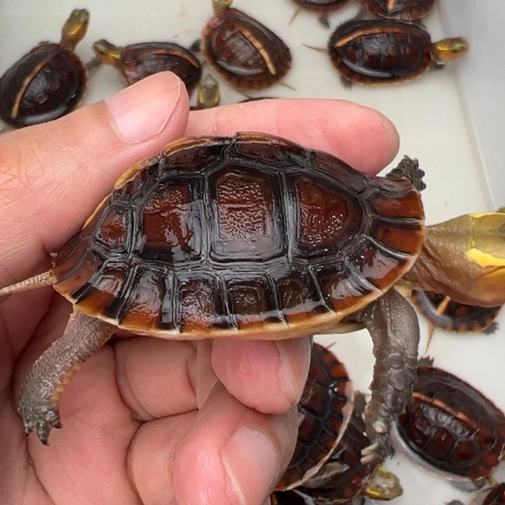 母绿毛龟鱼*啦啦了啦