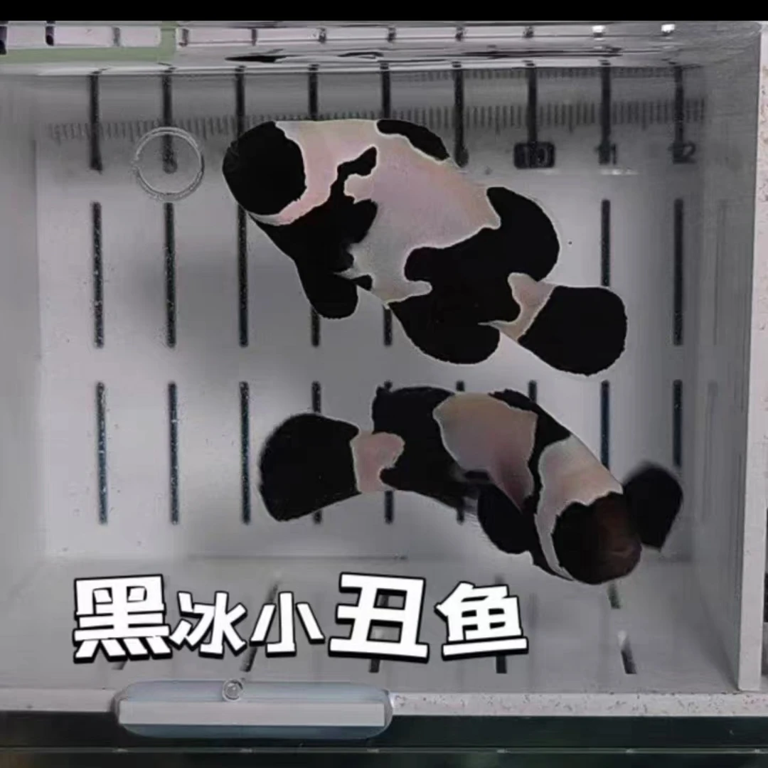 黑冰小丑鱼黑冰礼服小丑鱼海水观赏鱼