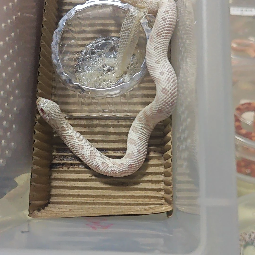 豹纹守宫雪康母20g