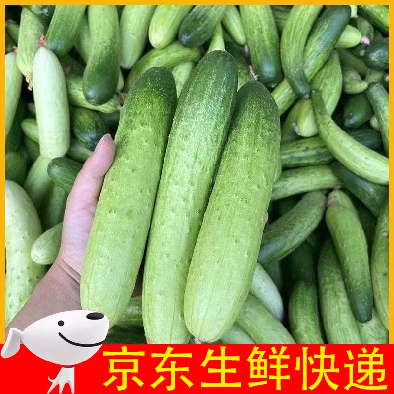 新鲜土黄瓜 农家自种黄瓜