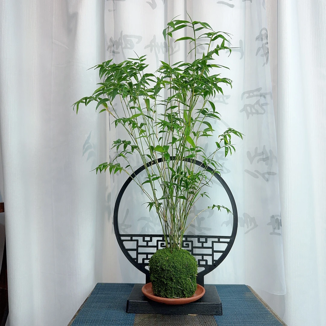 观音竹小叶米竹室内水培盆栽苔藓球好养易活书房装饰绿植带紫砂碟