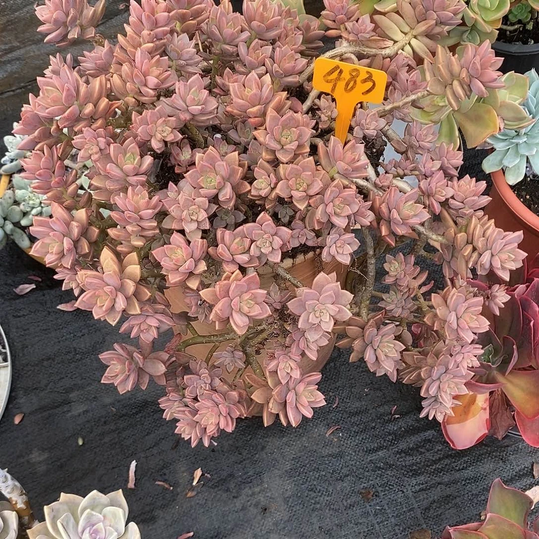 秋***风姫胧月483。