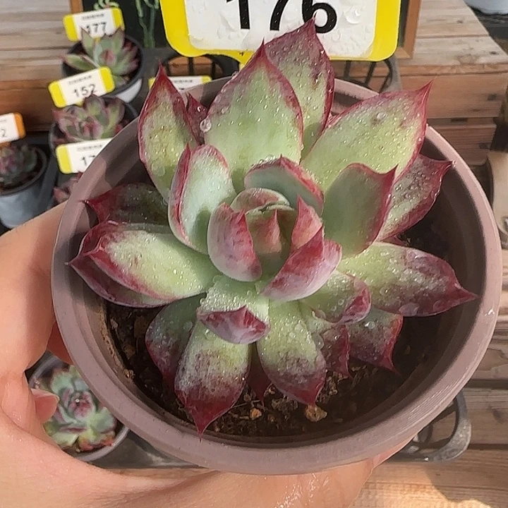 176 惊鸿仙子多肉植物