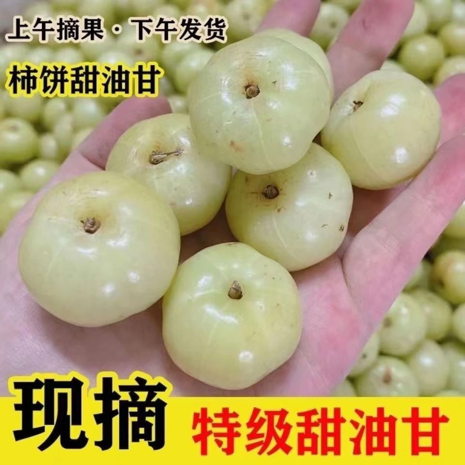 潮汕油甘果柿饼甜油余甘果橄榄牛甘果油柑孕妇当季水果新鲜