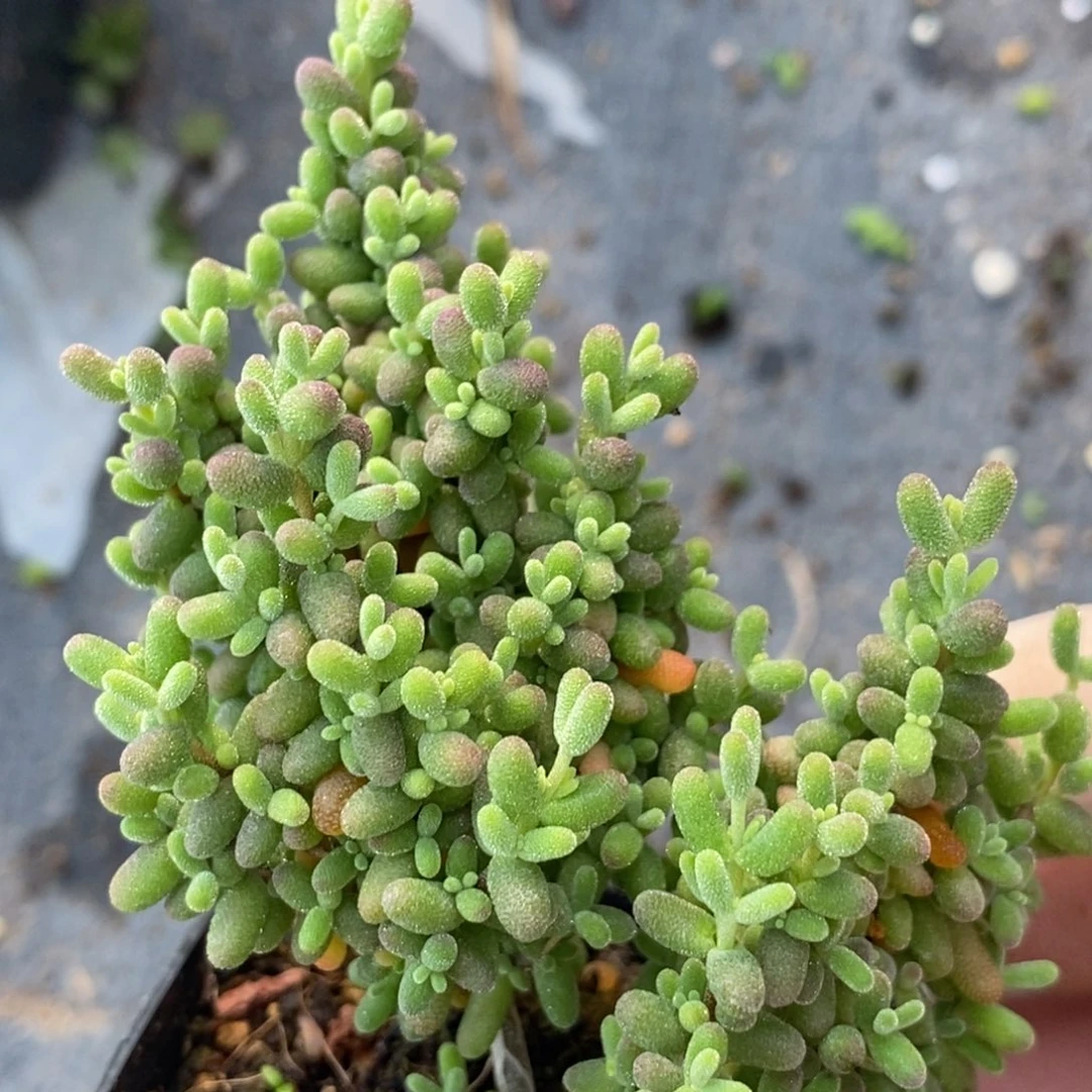 春*1104葡萄米。