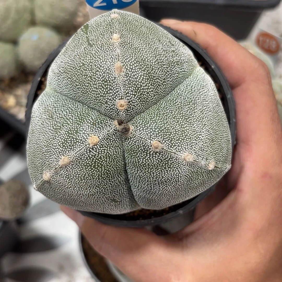 210实生三角鸾凤玉带盆带土