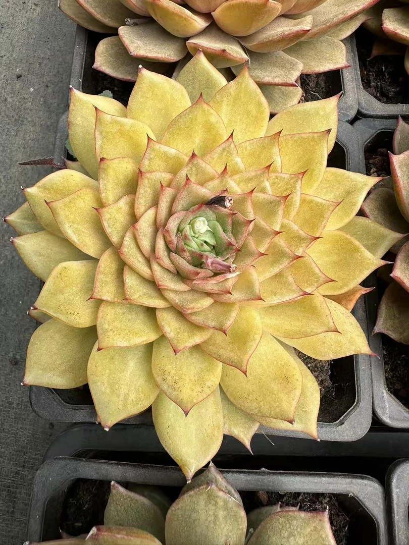 15#金箍棒  多肉植物    前男友精品多肉