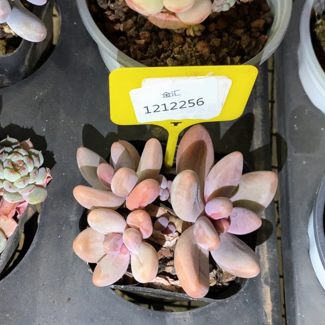 福利多多。1212256