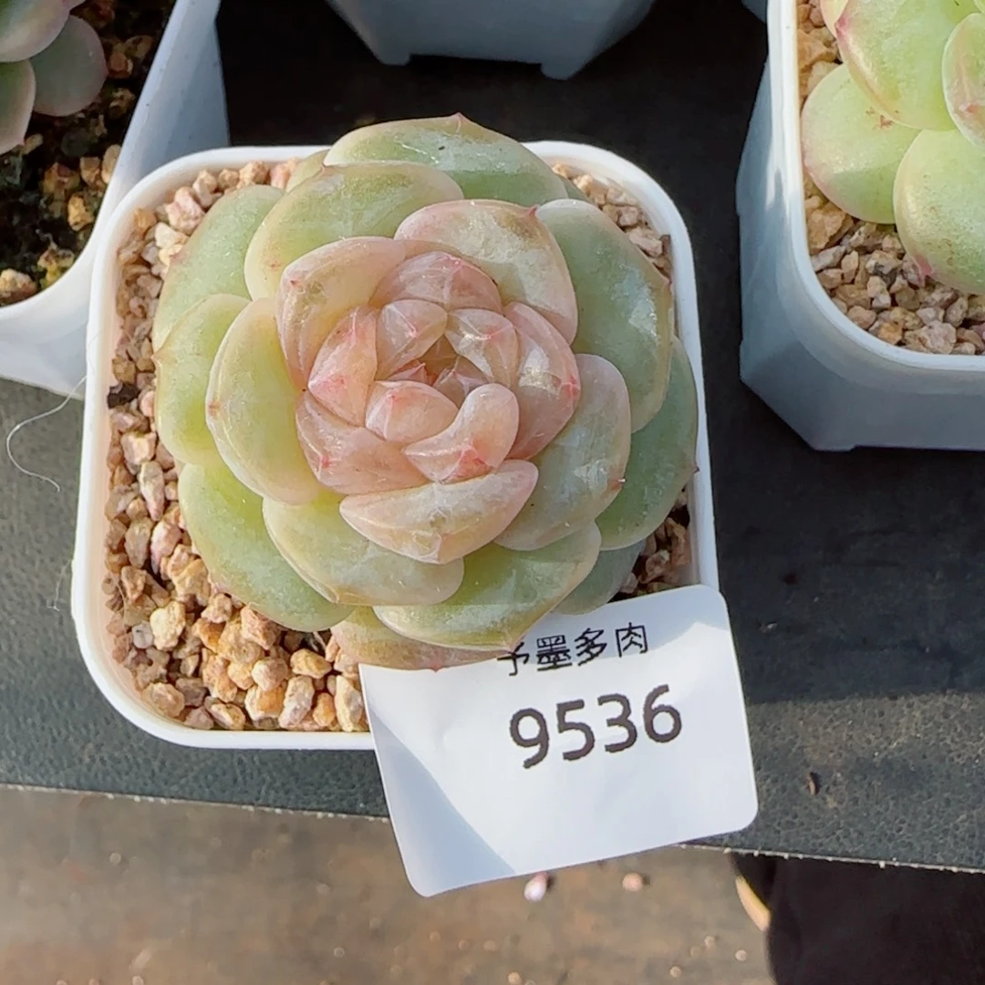 小***-孤品珍妮，9536多肉植物