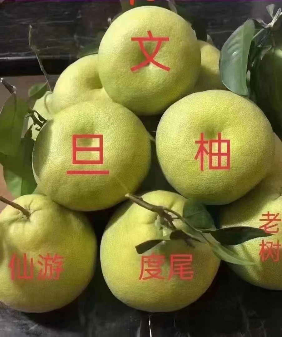 正宗福建仙游渡尾文旦柚  30年老树果
