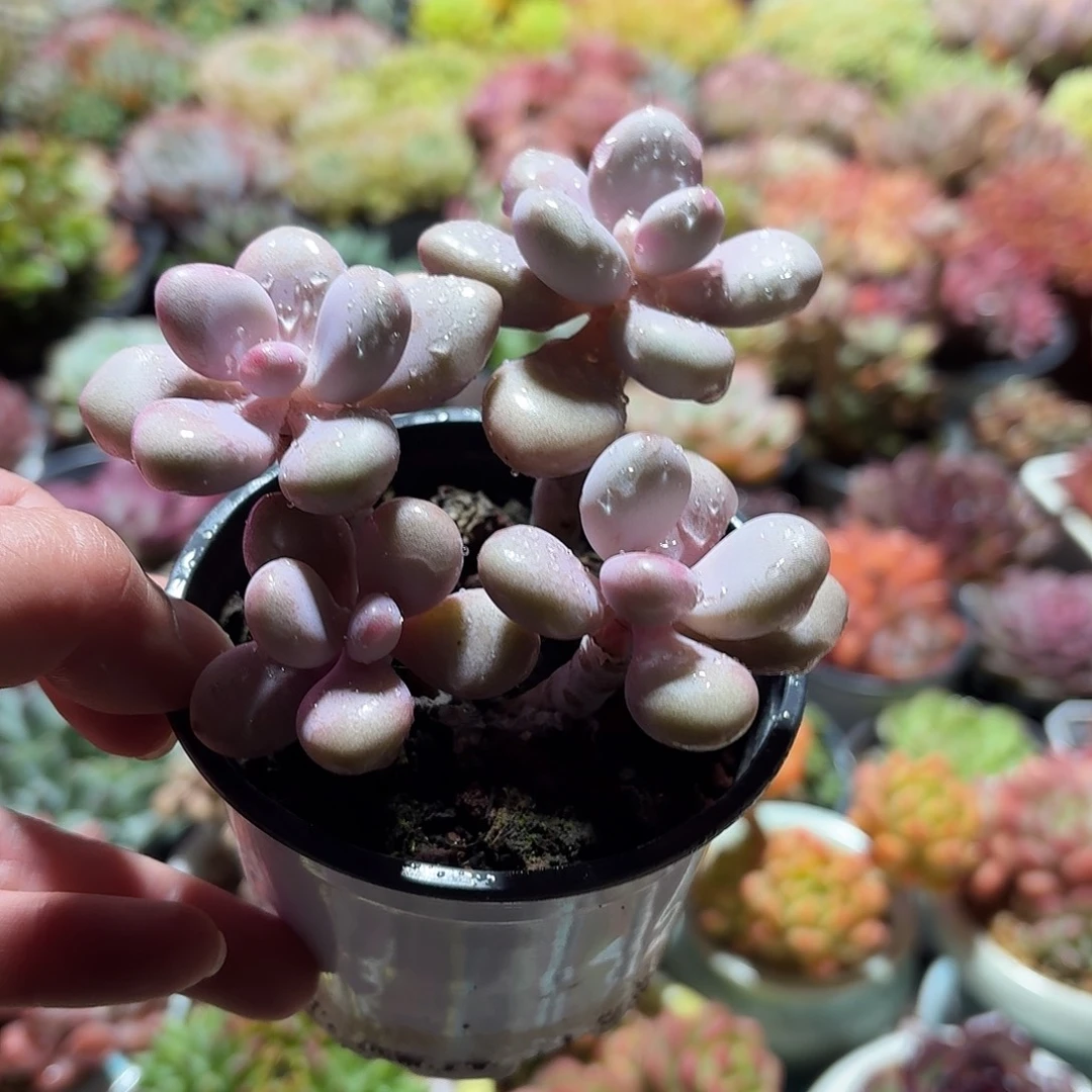 桃蛋多肉整群9㎝盆