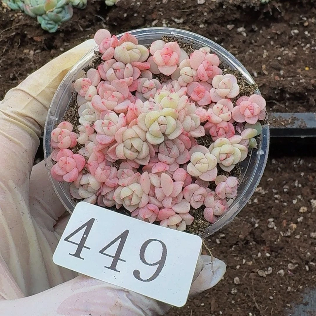 多肉植物多肉植物449