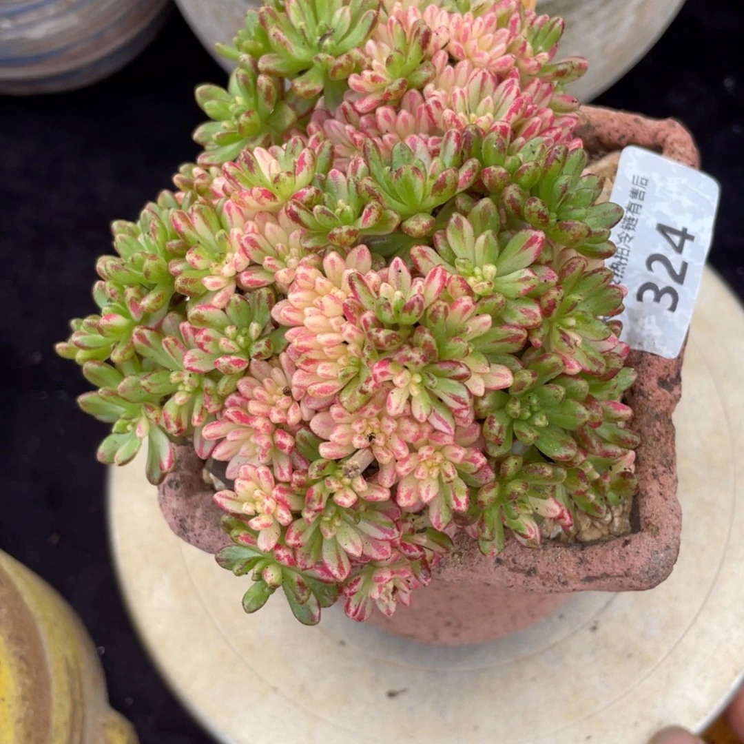 凝***324小人姬锦群生多肉植物