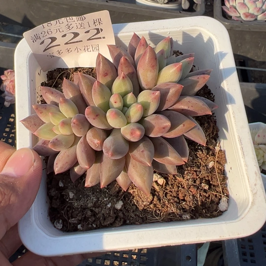 222号车厘子三头群一物一拍满18包邮满26送一颗多肉