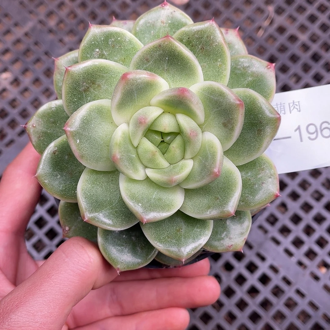 多肉一物一拍14-196