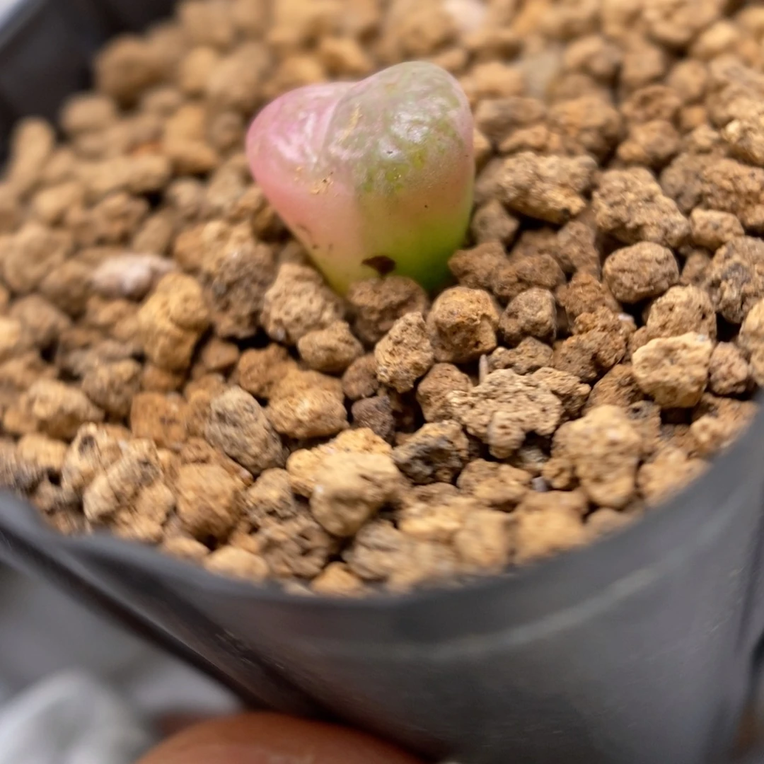 多肉植物肉锥杂交K-2807 风铃杂 锦