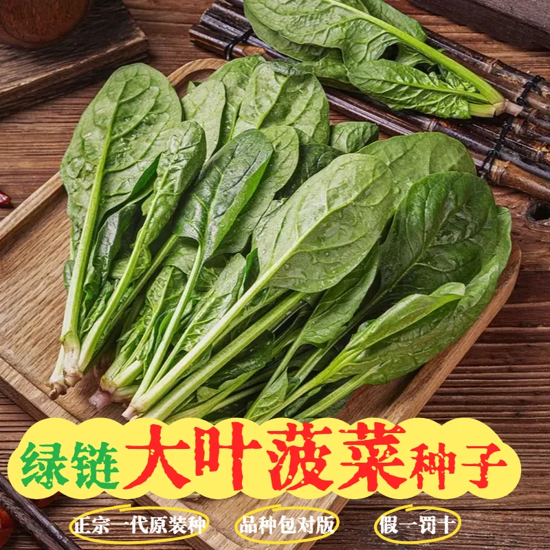 【大叶菠菜种子】正宗高产适合家庭盆栽种植蔬菜菜籽菠菜种籽