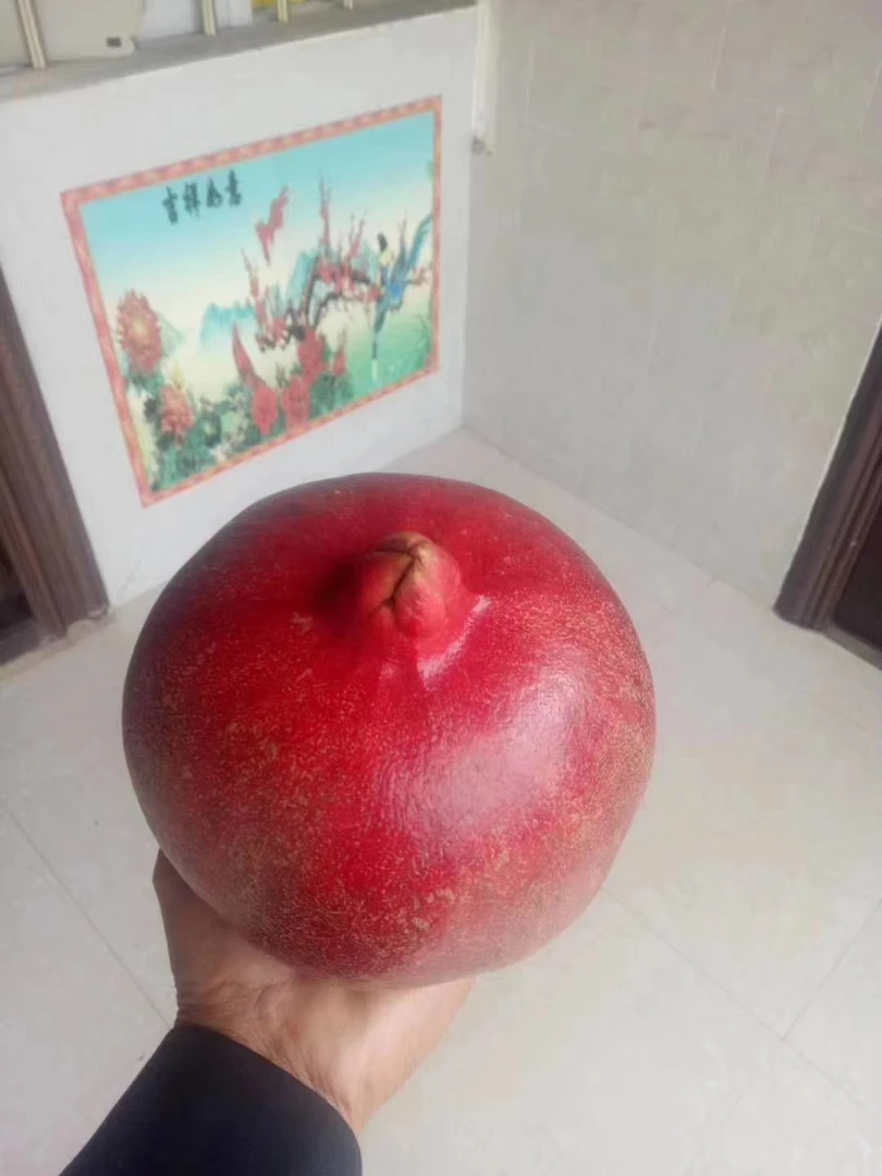 （巨无霸)酸爽孕妇酸甜石榴鲜食泡酒专用
