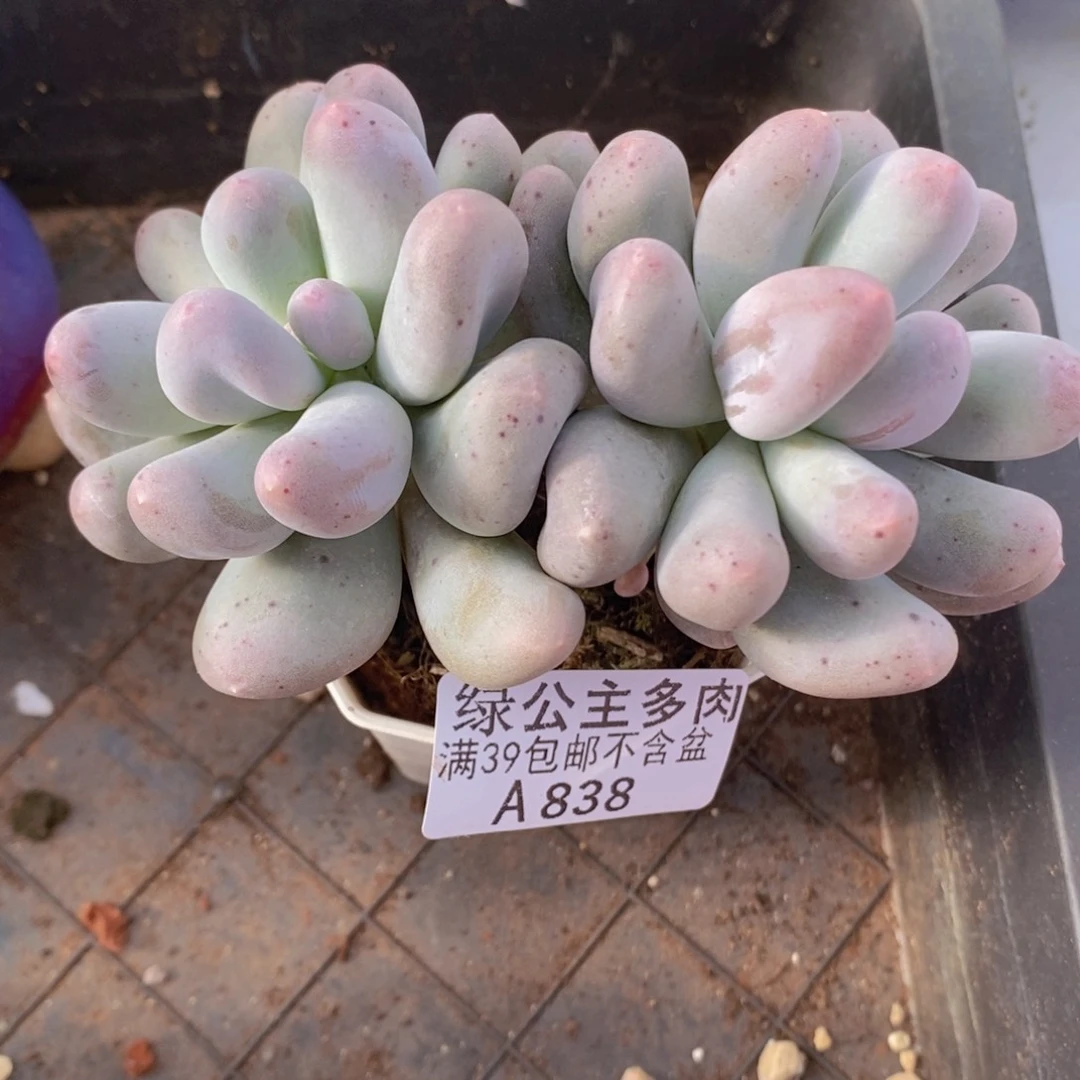 米可9cm838多肉植物