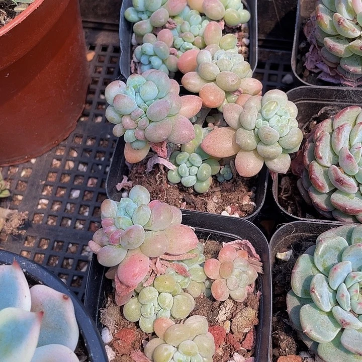 6.5方洛可可群带盆土