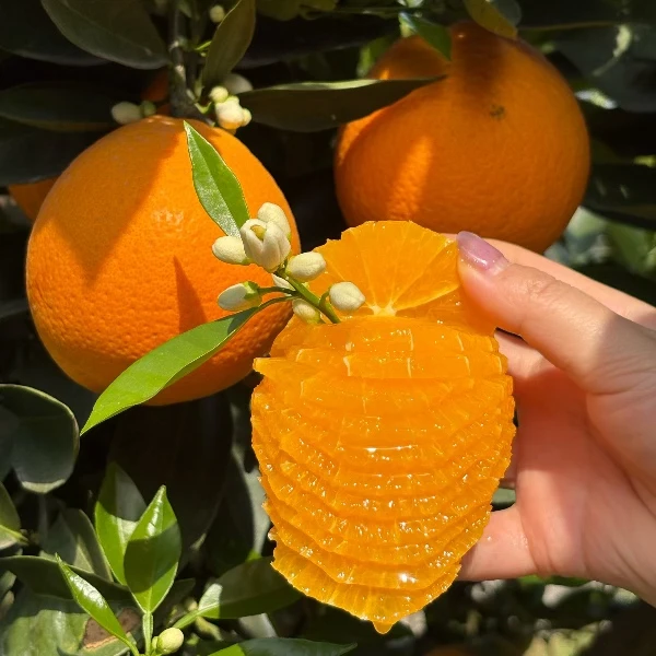 湖北秭归伦晚脐橙春橙橙子甜橙现摘新鲜水果