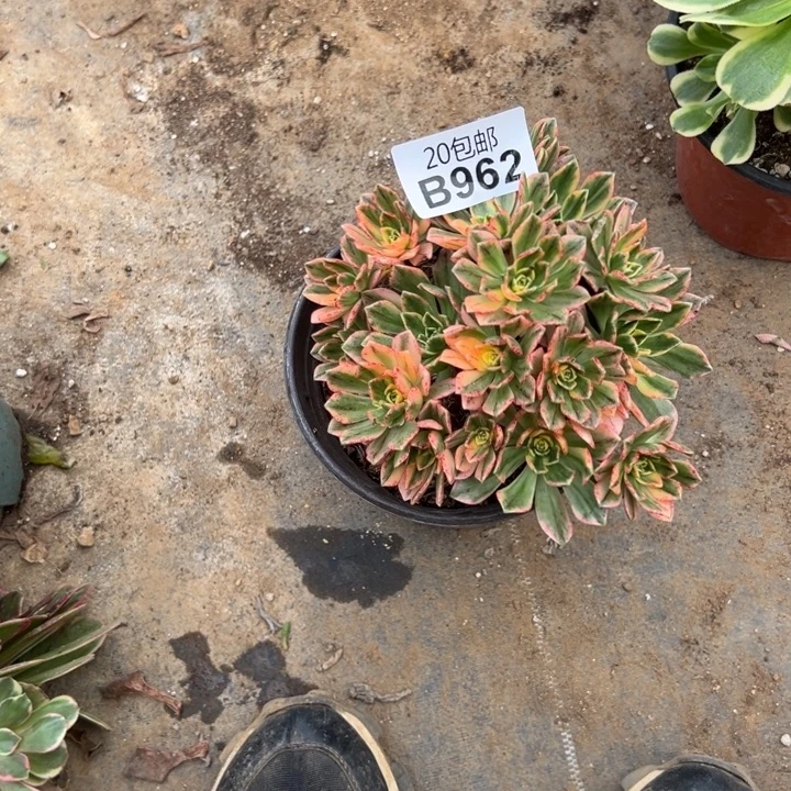 多肉植物962种植物