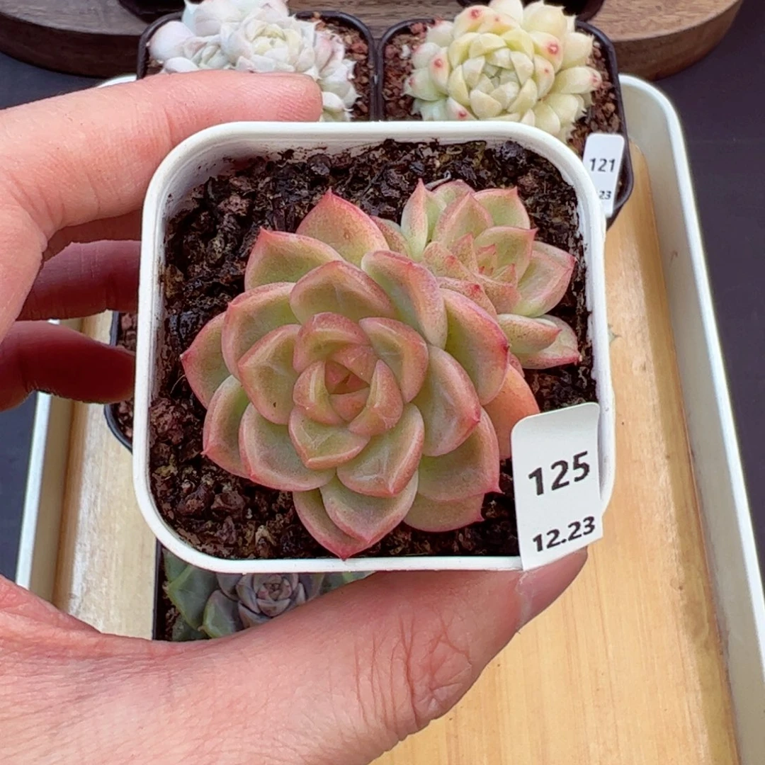 好好看125、哈哈哈哈哈