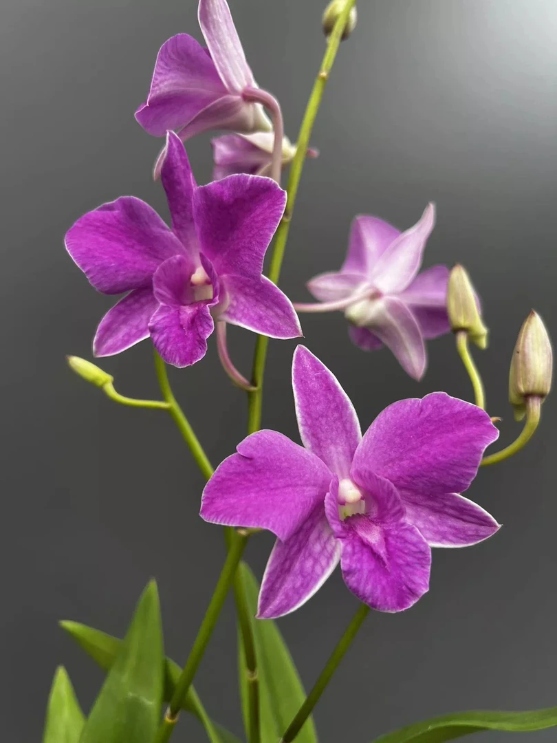 东方小姐石斛兰盆栽室内外阳台客厅大花石斛花好养多年生秋石斛