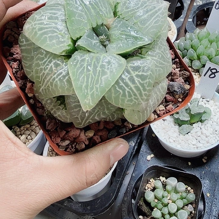 水晶康平目测系列