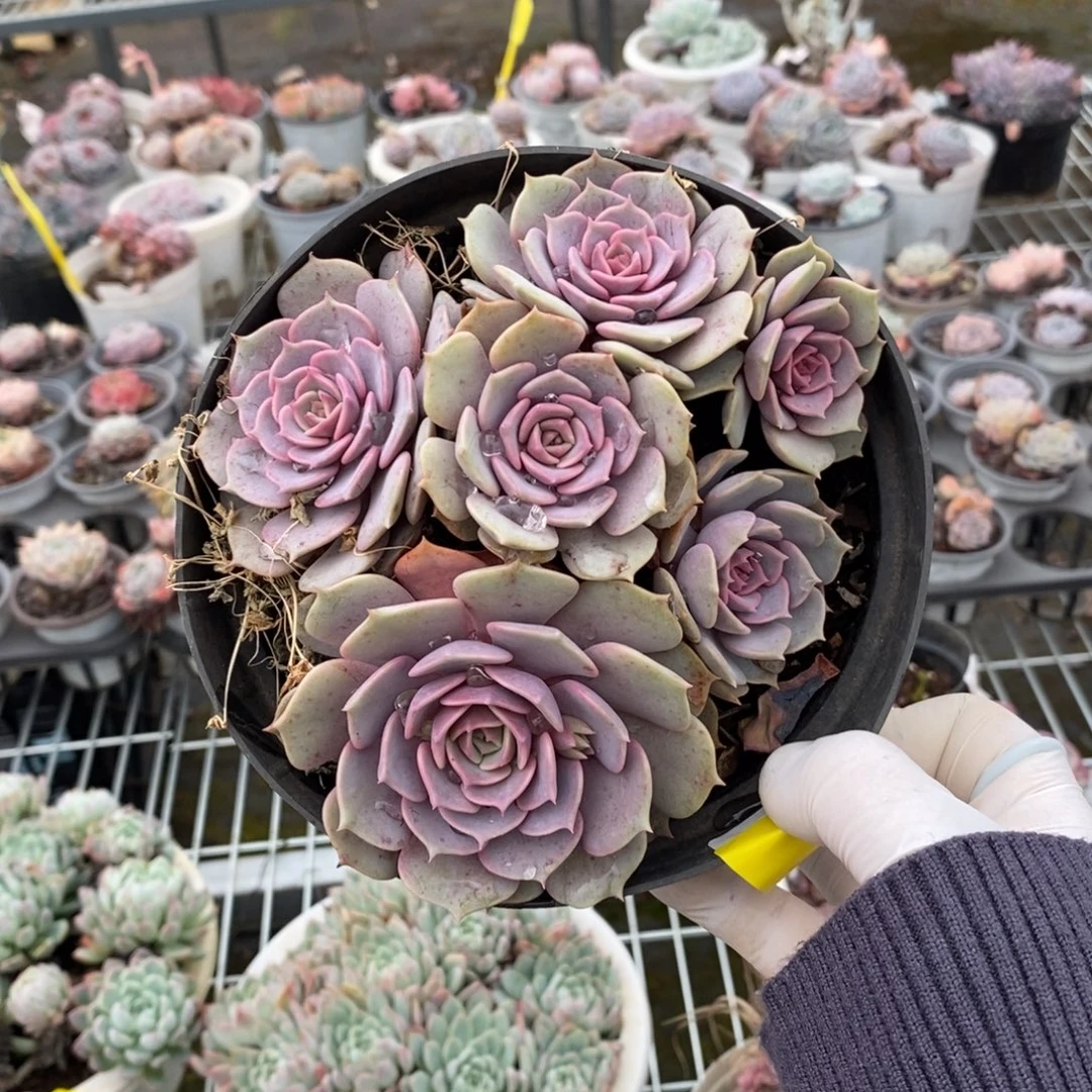 522粉蝶多头一物一拍