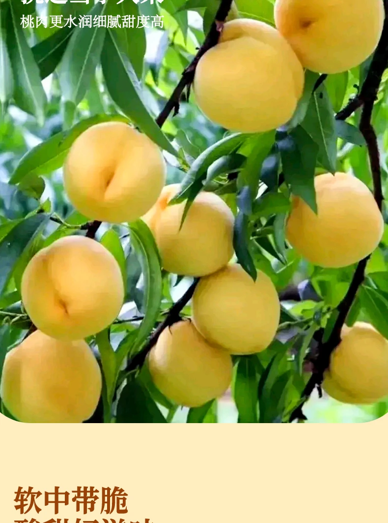 【试吃一瓶】黄桃罐头水果罐头80后零食510克4大瓶