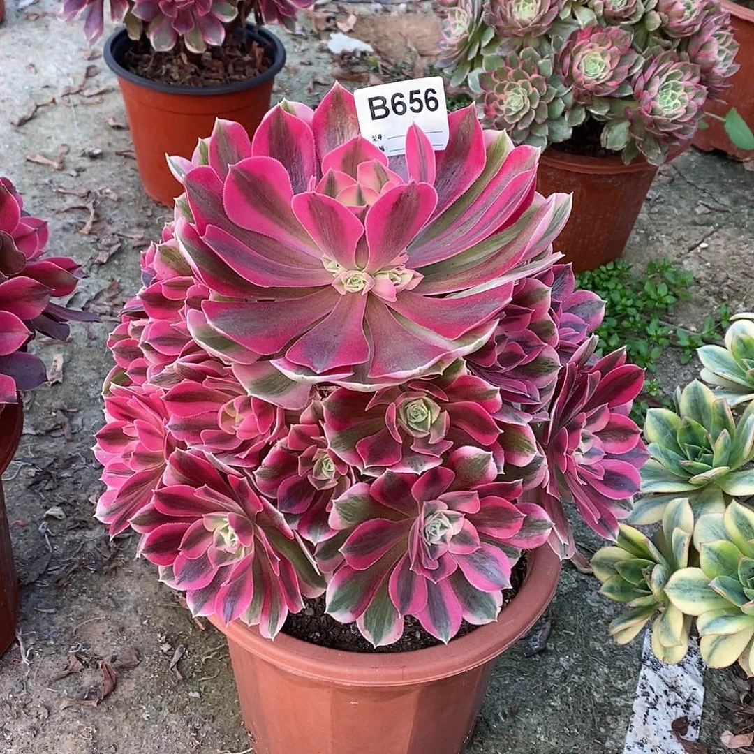 女巫多肉植物656