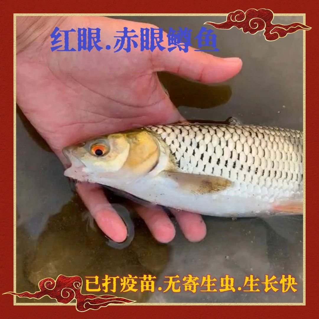红眼鱼赤眼鳟鱼鲜活赤眼鳟红眼草鱼 宠物观赏鱼