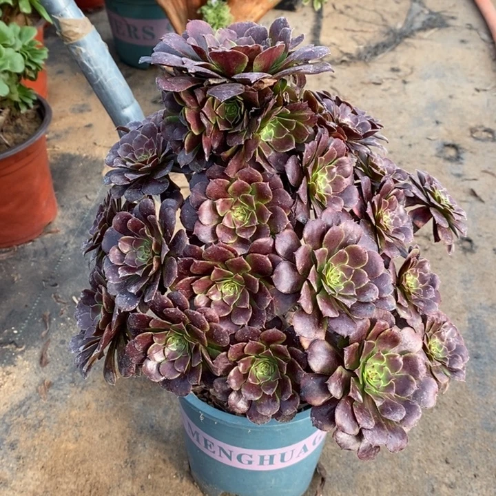 红桐多肉植物1。