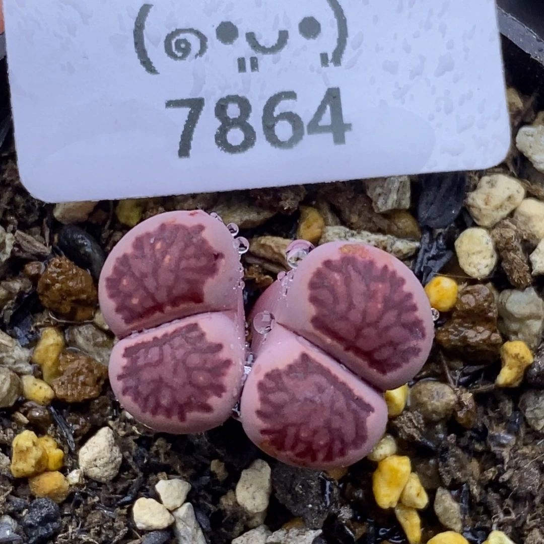 7864。紫菊。默认脱土。18包邮。偏远88包邮