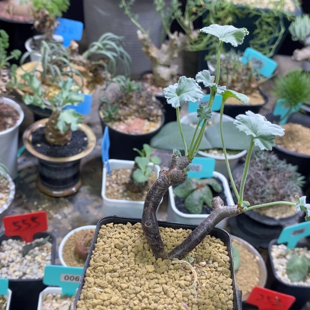 枝干杨奎产地多肉植物