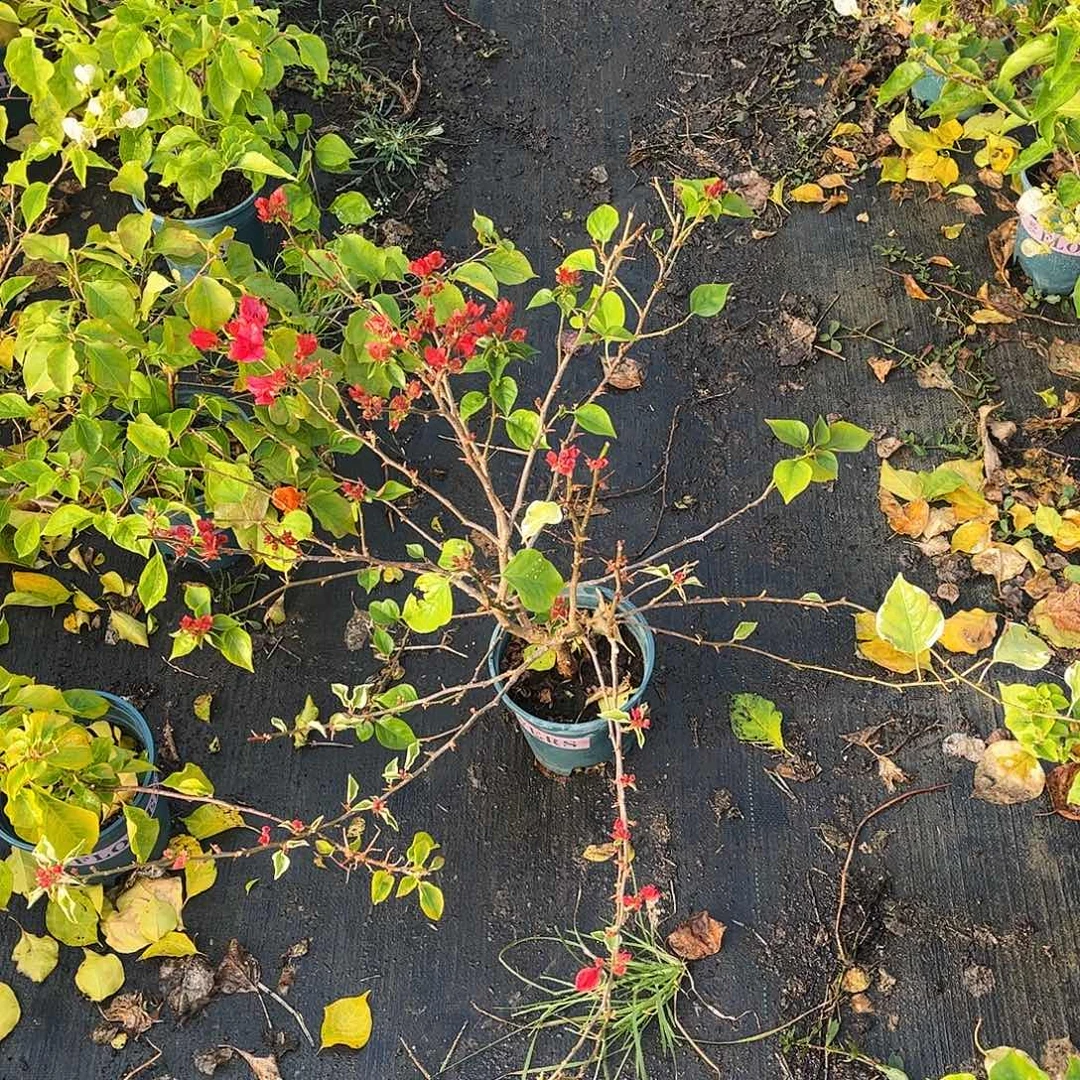 无花朵过哈哈哈哈哈哈哈哈哈