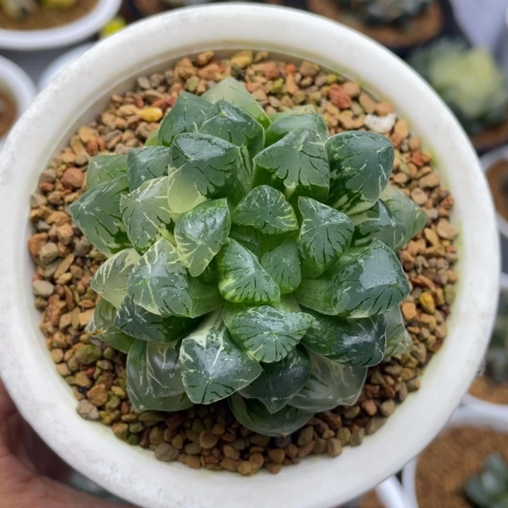 关东大紫玉露锦十二卷