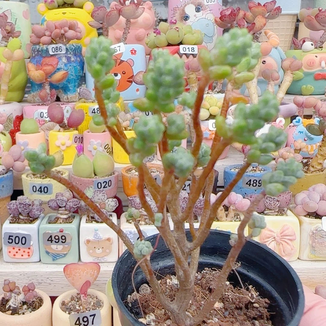 L 幸运树 盆口3.5cm