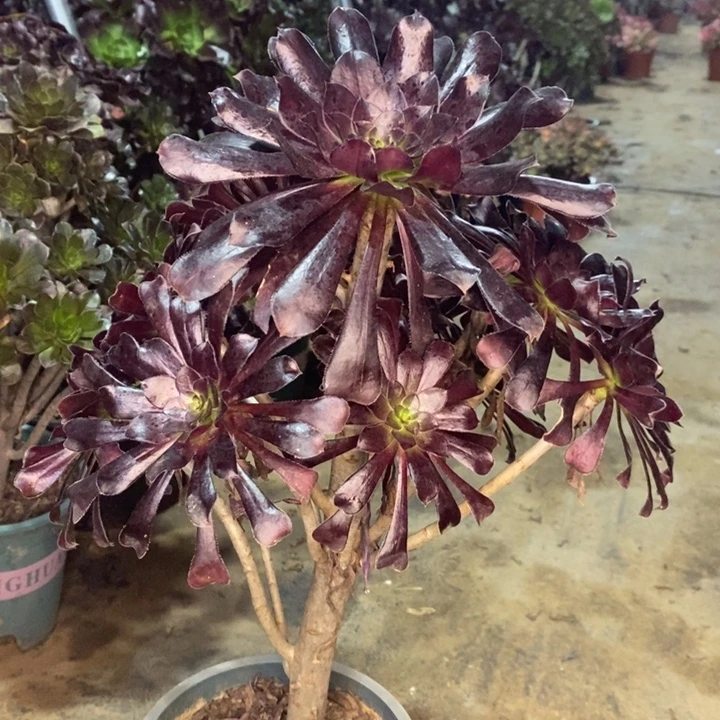 墨法多肉植物38。