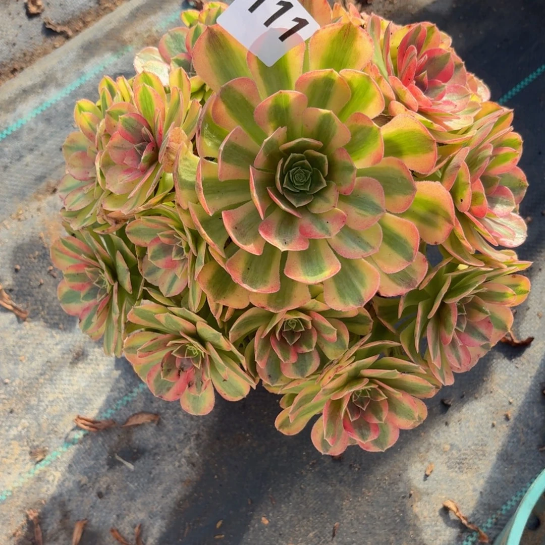 111雨河多肉植物福利