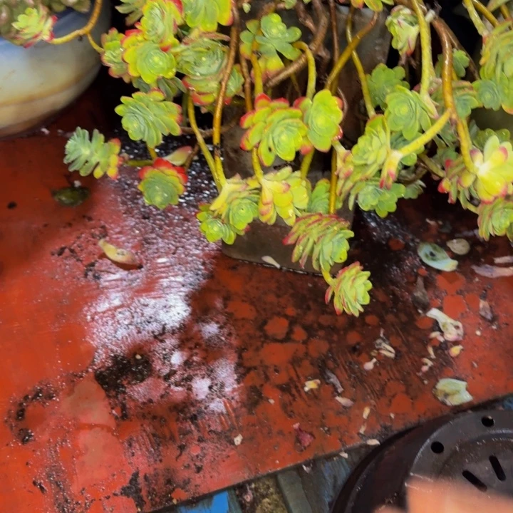 刘***陈老桩精品肉肉搏华装