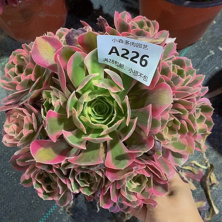 226女郎多肉8888888
